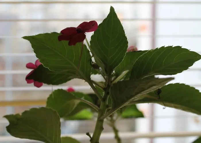 Βίλα Casa Sofia *